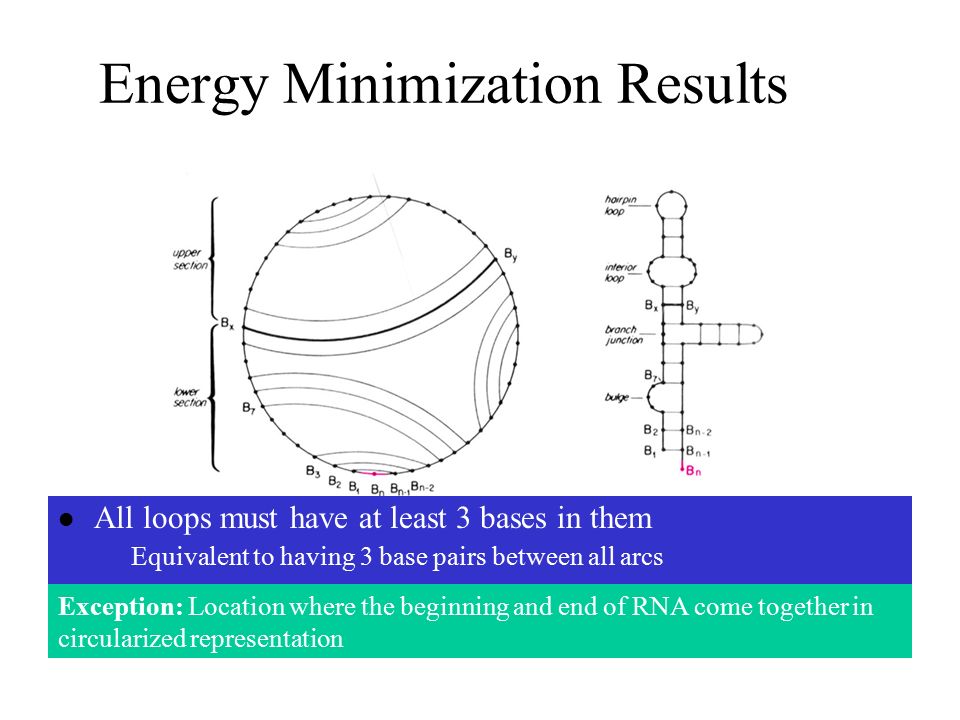 Energy Minimization Results Linear RNA strand folded back on itself to create secondary structure Circularized representation uses this requirement Arcs represent base pairing Images – David Mount All loops must have at least 3 bases in them Equivalent to having 3 base pairs between all arcs Exception: Location where the beginning and end of RNA come together in circularized representation