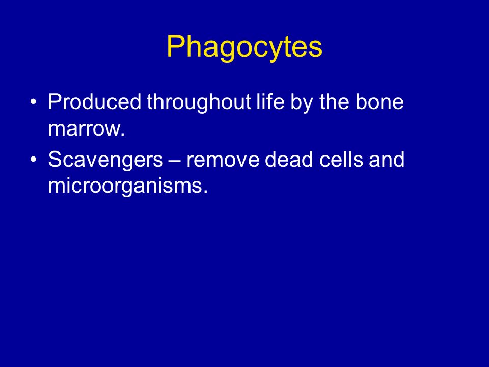 Phagocytes Produced throughout life by the bone marrow.