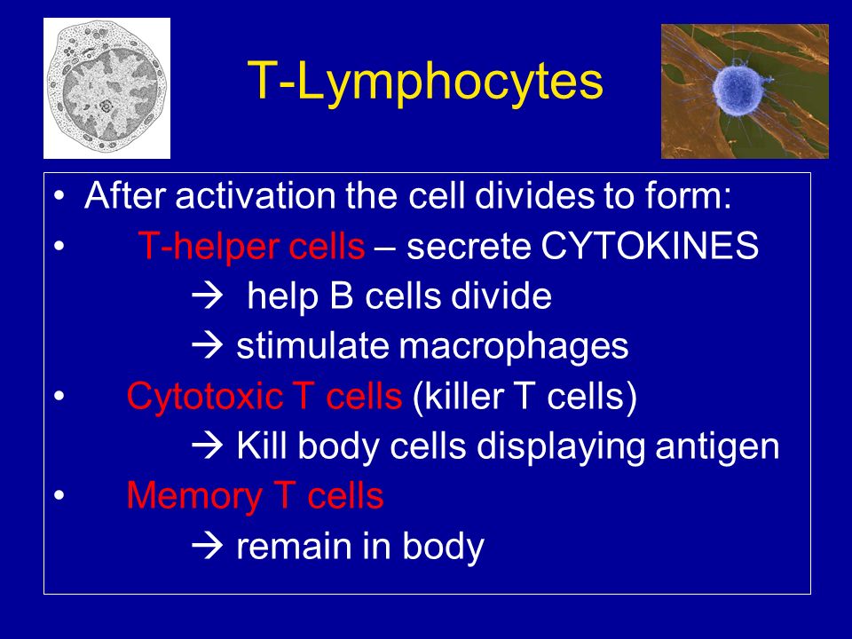T-Lymphocytes After activation the cell divides to form: T-helper cells – secrete CYTOKINES  help B cells divide  stimulate macrophages Cytotoxic T cells (killer T cells)  Kill body cells displaying antigen Memory T cells  remain in body