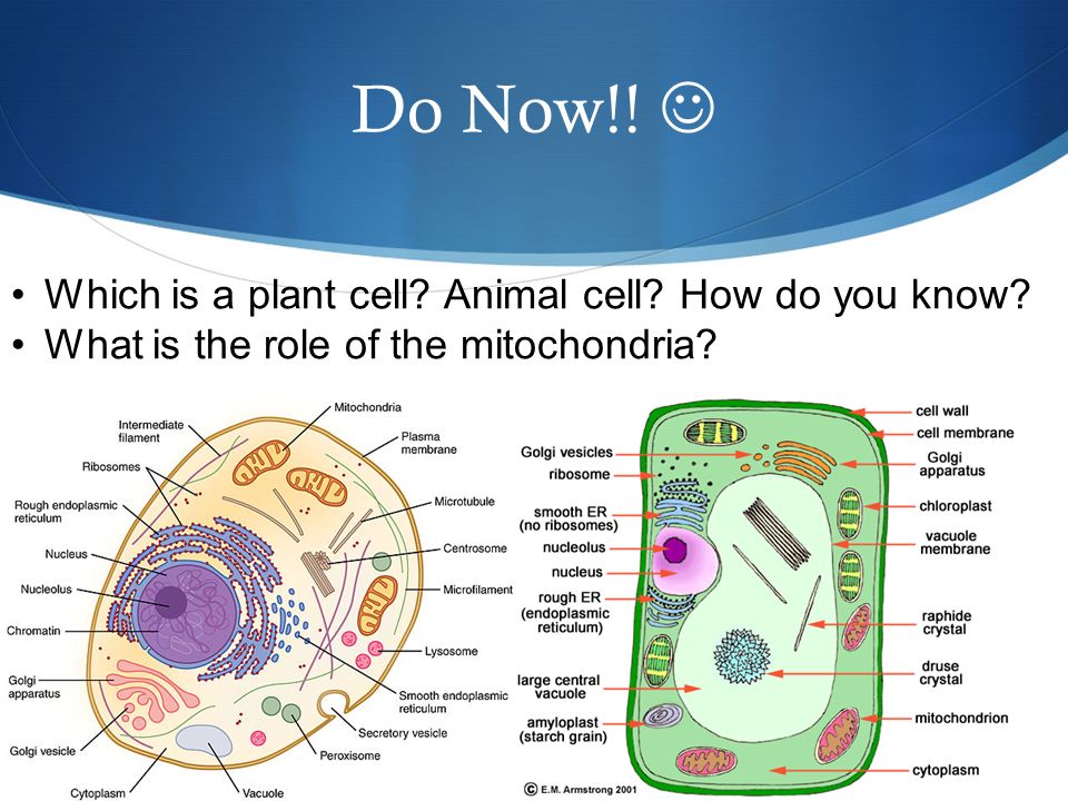 Do Now!! Which is a plant cell Animal cell How do you know What is the role of the mitochondria