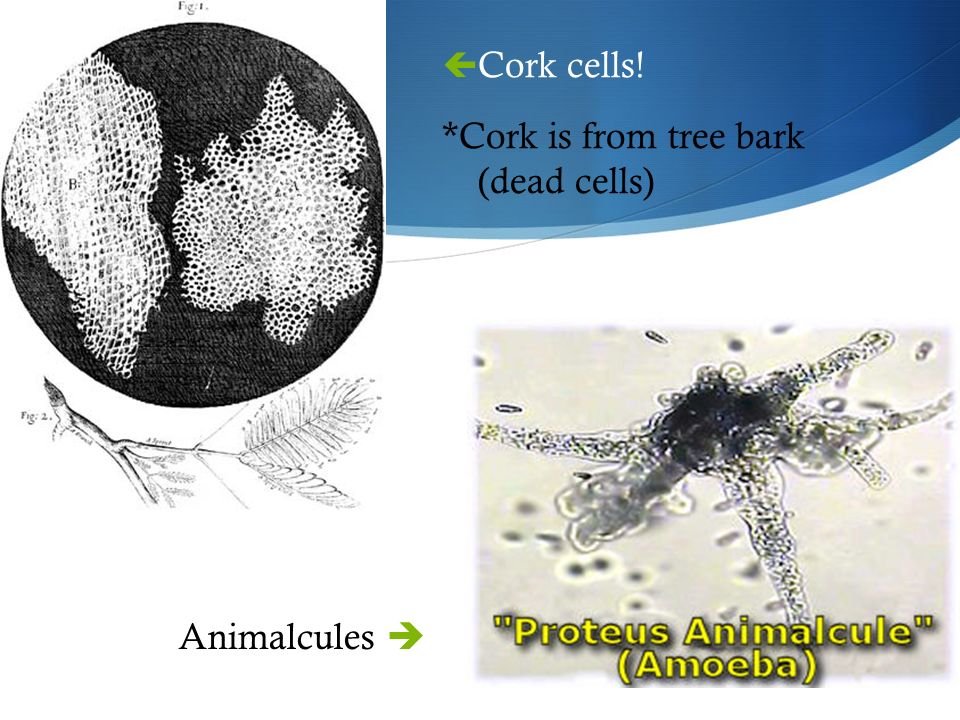  Cork cells! *Cork is from tree bark (dead cells) Animalcules 