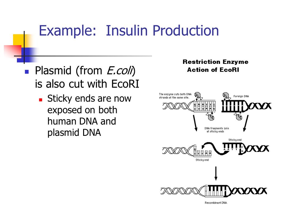 Example: Insulin Production Plasmid (from E.coli) is also cut with EcoRI Sticky ends are now exposed on both human DNA and plasmid DNA