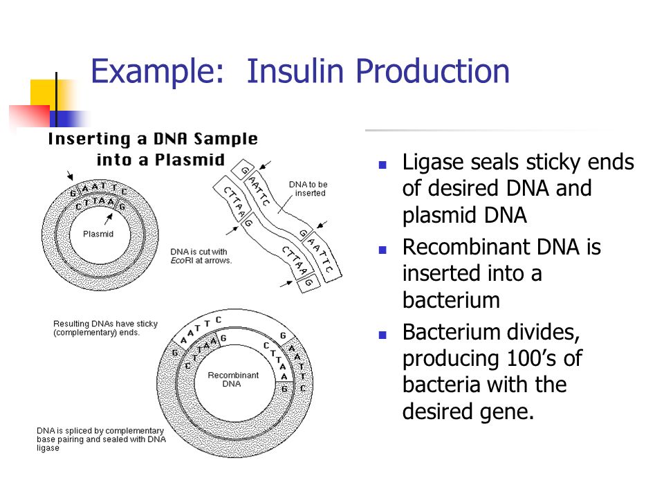 Example: Insulin Production Ligase seals sticky ends of desired DNA and plasmid DNA Recombinant DNA is inserted into a bacterium Bacterium divides, producing 100’s of bacteria with the desired gene.