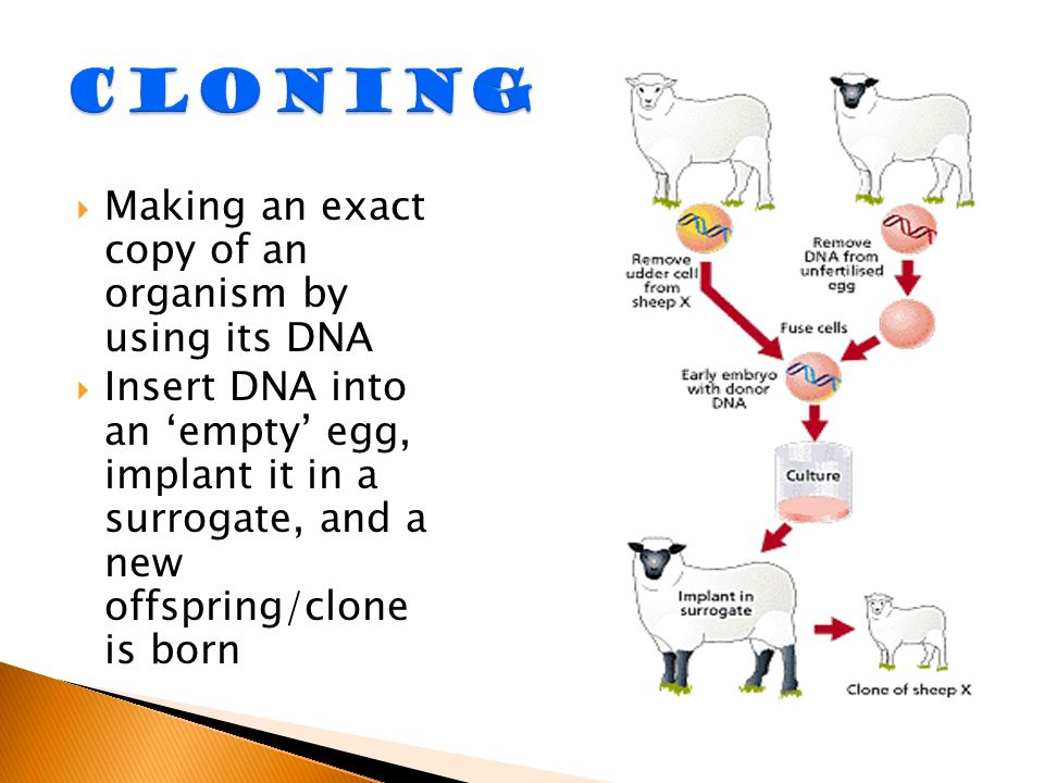  Making an exact copy of an organism by using its DNA  Insert DNA into an ‘empty’ egg, implant it in a surrogate, and a new offspring/clone is born