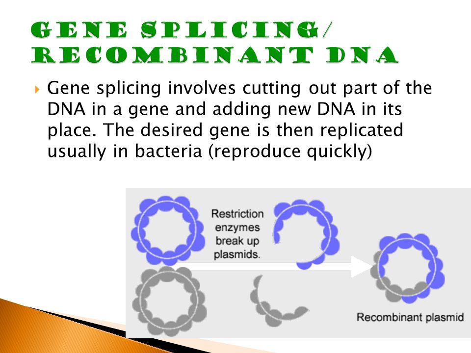  Gene splicing involves cutting out part of the DNA in a gene and adding new DNA in its place.