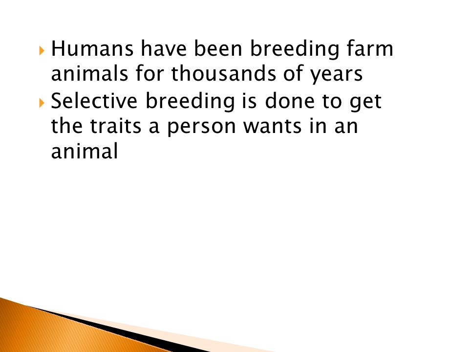  Humans have been breeding farm animals for thousands of years  Selective breeding is done to get the traits a person wants in an animal