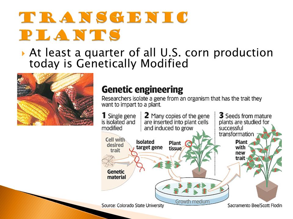  At least a quarter of all U.S. corn production today is Genetically Modified