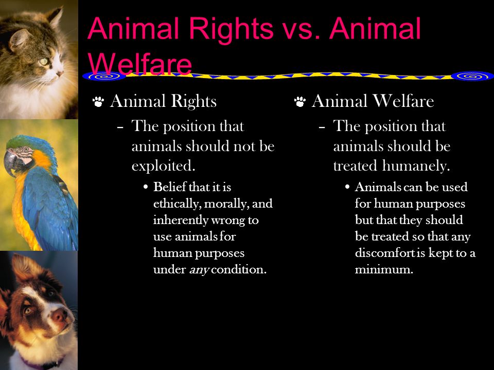 Animal Rights vs. Animal Welfare Animal Science II- Small Animal Care. -  ppt download