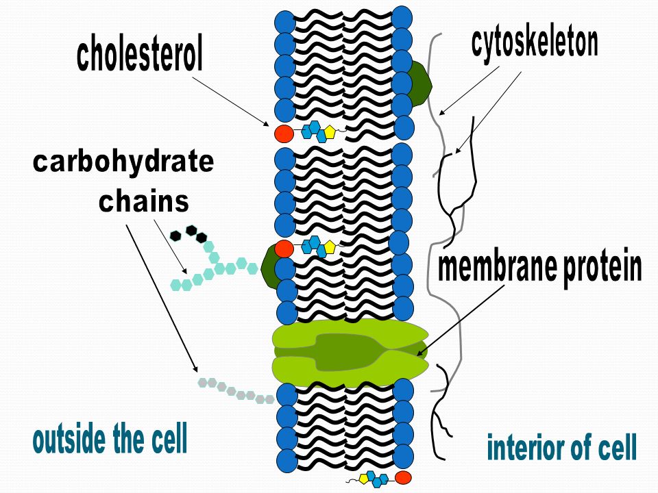 Membrane Proteins 1. Determine what particles can pass through the membrane.