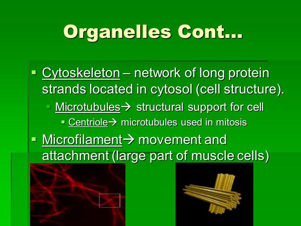Cell Organelles Cell Organelles Cell Membrane Plasma