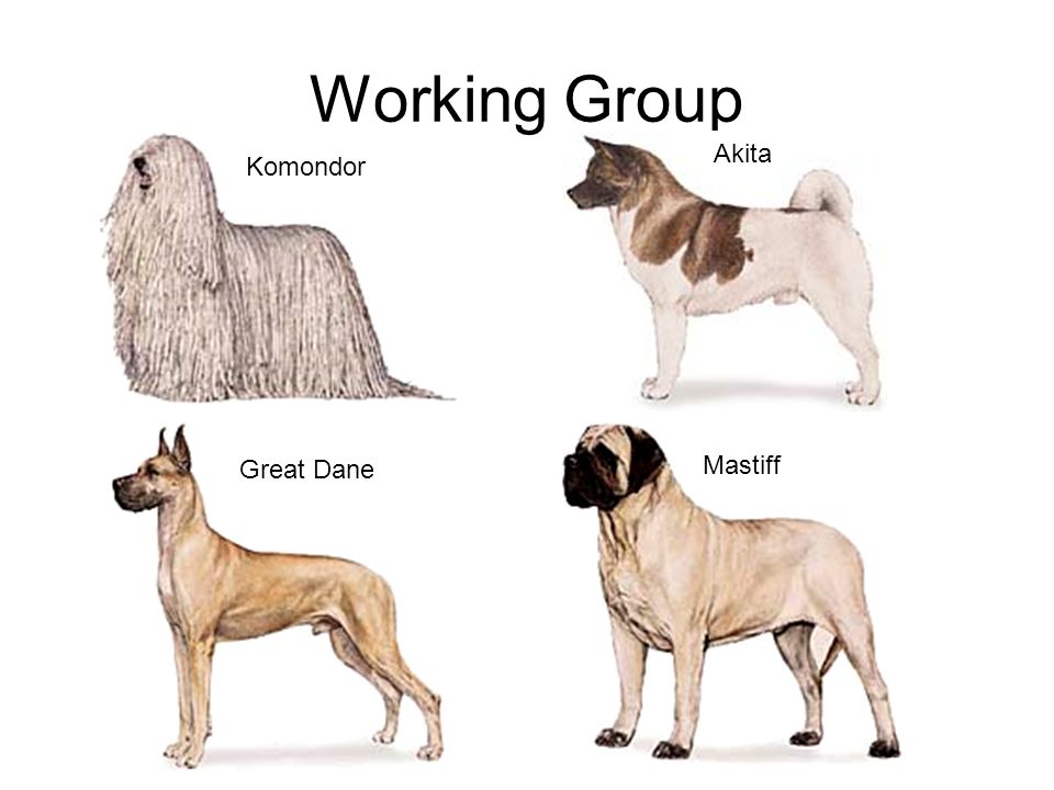 working group dogs