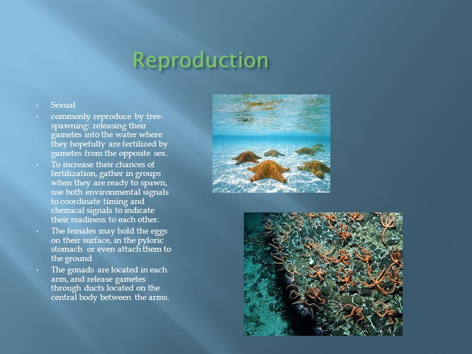 Reproduction Sexual commonly reproduce by free- spawning: releasing their gametes into the water where they hopefully are fertilized by gametes from the opposite sex.