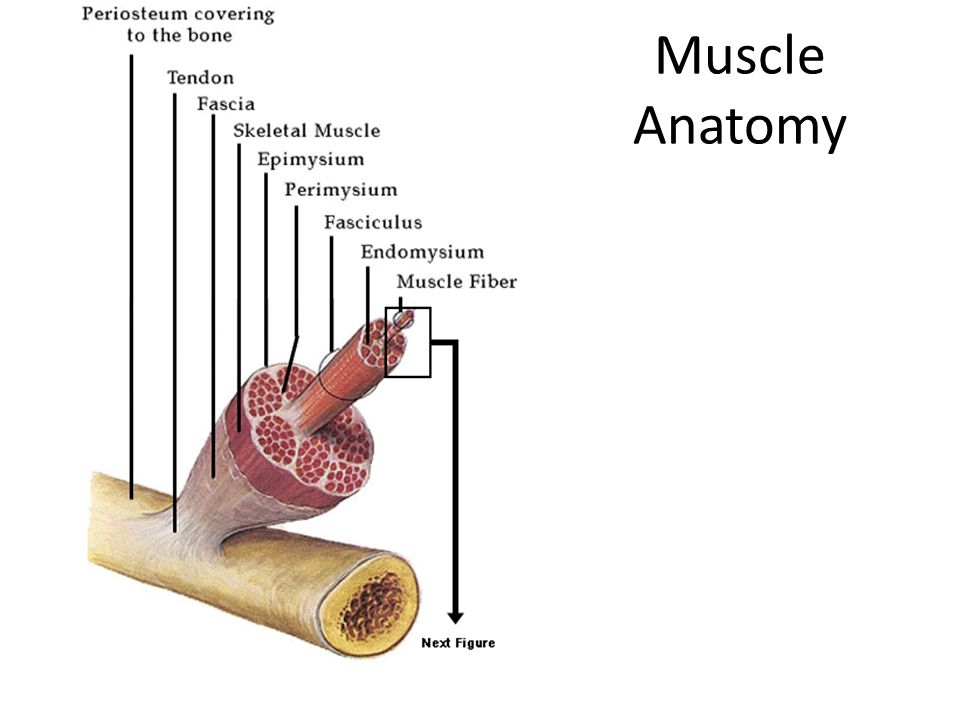 The Muscular System By Sam And Jess. Functions Movement & Circulation 