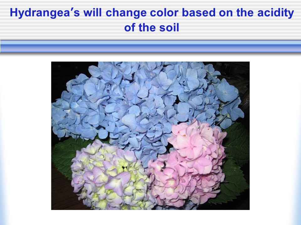 Hydrangea’s will change color based on the acidity of the soil