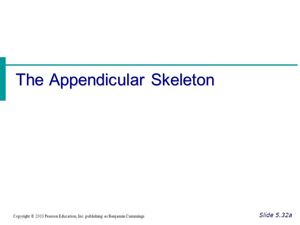 The Appendicular Skeleton Slide 5.32a Copyright © 2003 Pearson Education, Inc.