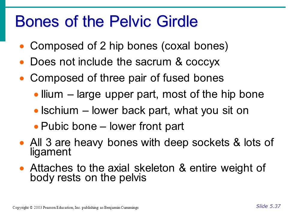 Bones of the Pelvic Girdle Slide 5.37 Copyright © 2003 Pearson Education, Inc.