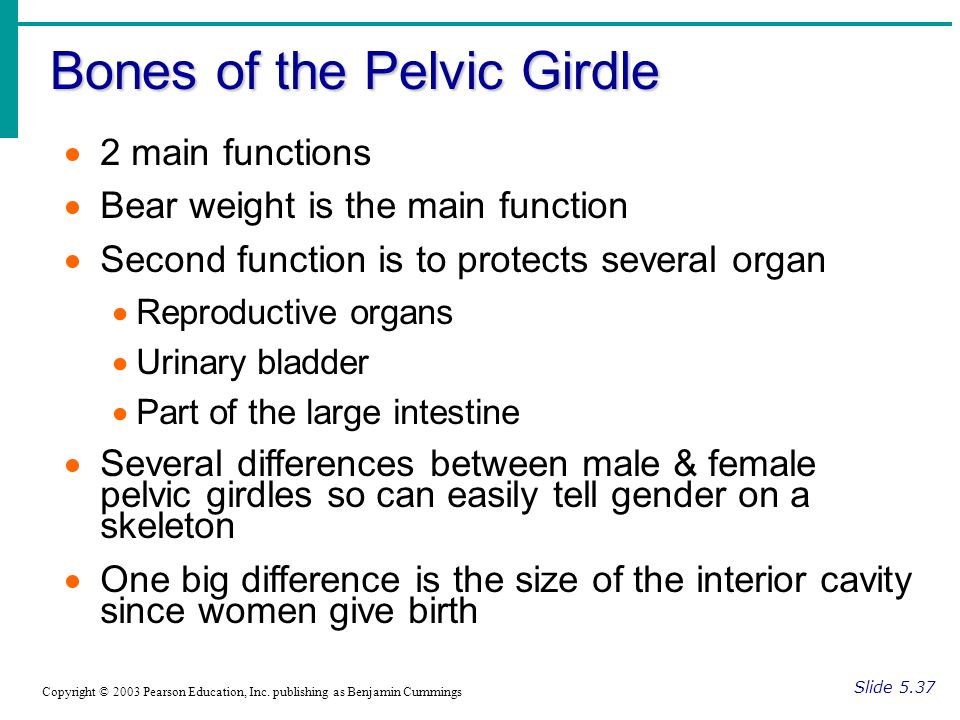 Bones of the Pelvic Girdle Slide 5.37 Copyright © 2003 Pearson Education, Inc.