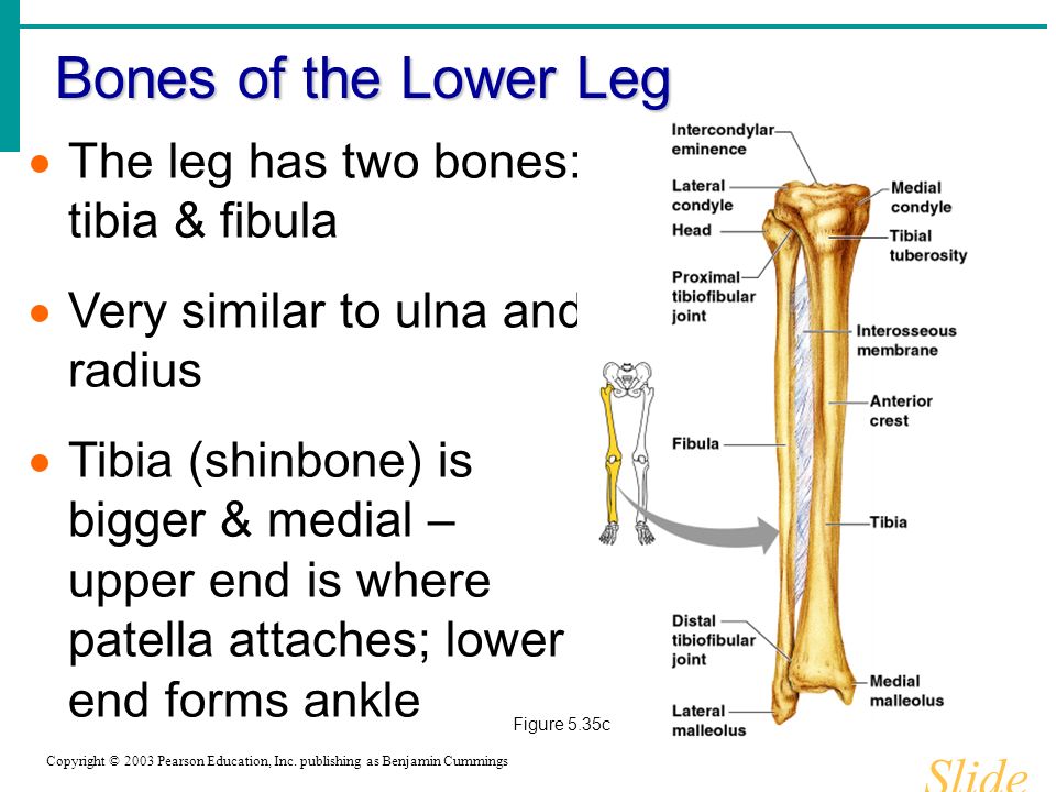 Bones of the Lower Leg Slide 5.40b Copyright © 2003 Pearson Education, Inc.