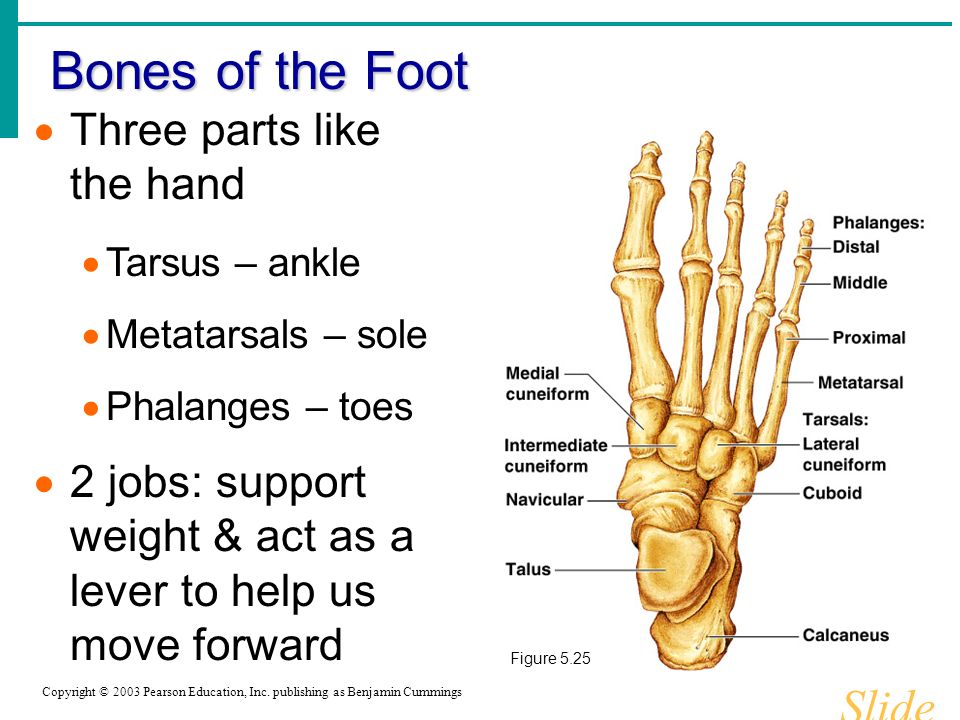 Bones of the Foot Slide 5.41 Copyright © 2003 Pearson Education, Inc.