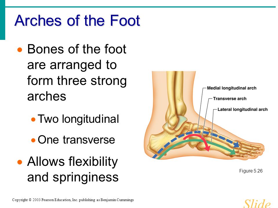 Arches of the Foot Slide 5.42 Copyright © 2003 Pearson Education, Inc.