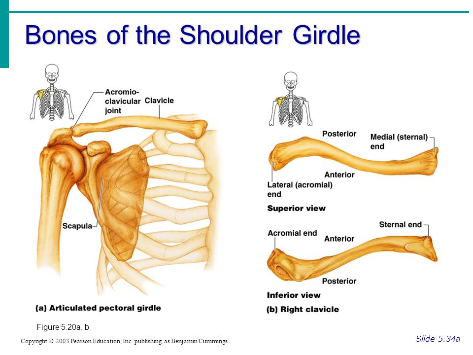 Bones of the Shoulder Girdle Slide 5.34a Copyright © 2003 Pearson Education, Inc.