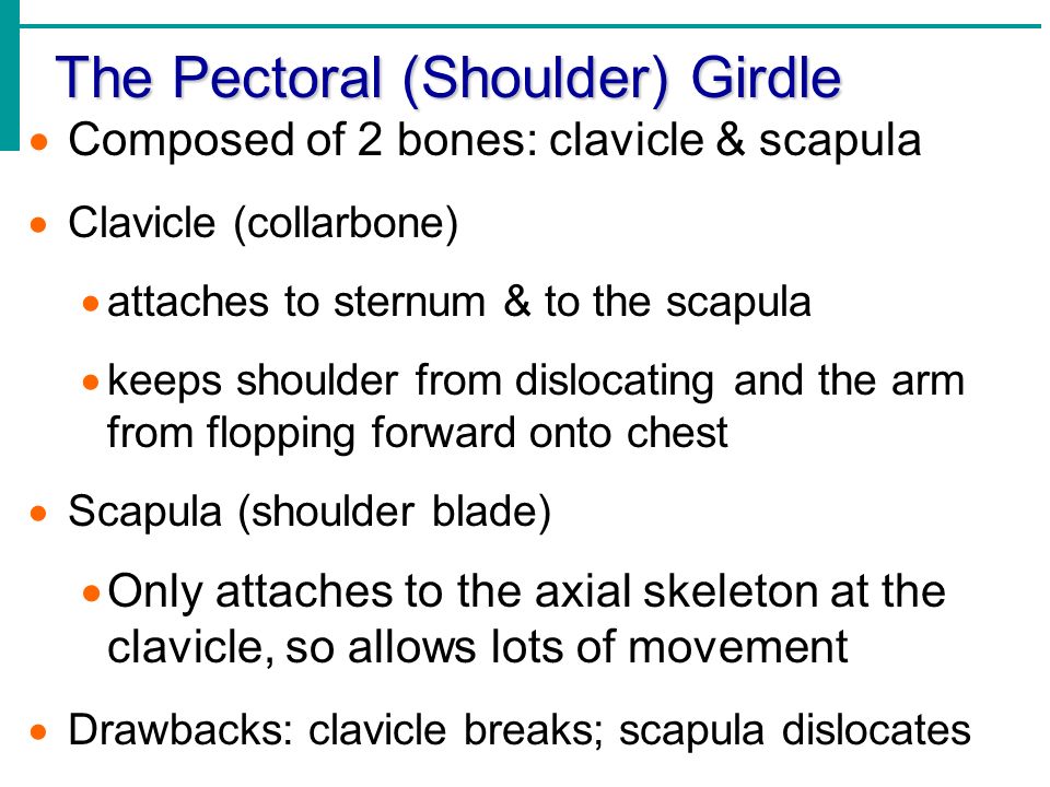 The Pectoral (Shoulder) Girdle  Composed of 2 bones: clavicle & scapula  Clavicle (collarbone)  attaches to sternum & to the scapula  keeps shoulder from dislocating and the arm from flopping forward onto chest  Scapula (shoulder blade)  Only attaches to the axial skeleton at the clavicle, so allows lots of movement  Drawbacks: clavicle breaks; scapula dislocates