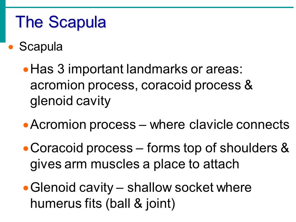 The Scapula  Scapula  Has 3 important landmarks or areas: acromion process, coracoid process & glenoid cavity  Acromion process – where clavicle connects  Coracoid process – forms top of shoulders & gives arm muscles a place to attach  Glenoid cavity – shallow socket where humerus fits (ball & joint)