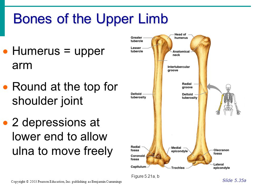 Bones of the Upper Limb Slide 5.35a Copyright © 2003 Pearson Education, Inc.