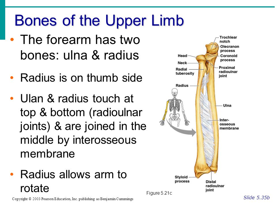 Bones of the Upper Limb Slide 5.35b Copyright © 2003 Pearson Education, Inc.