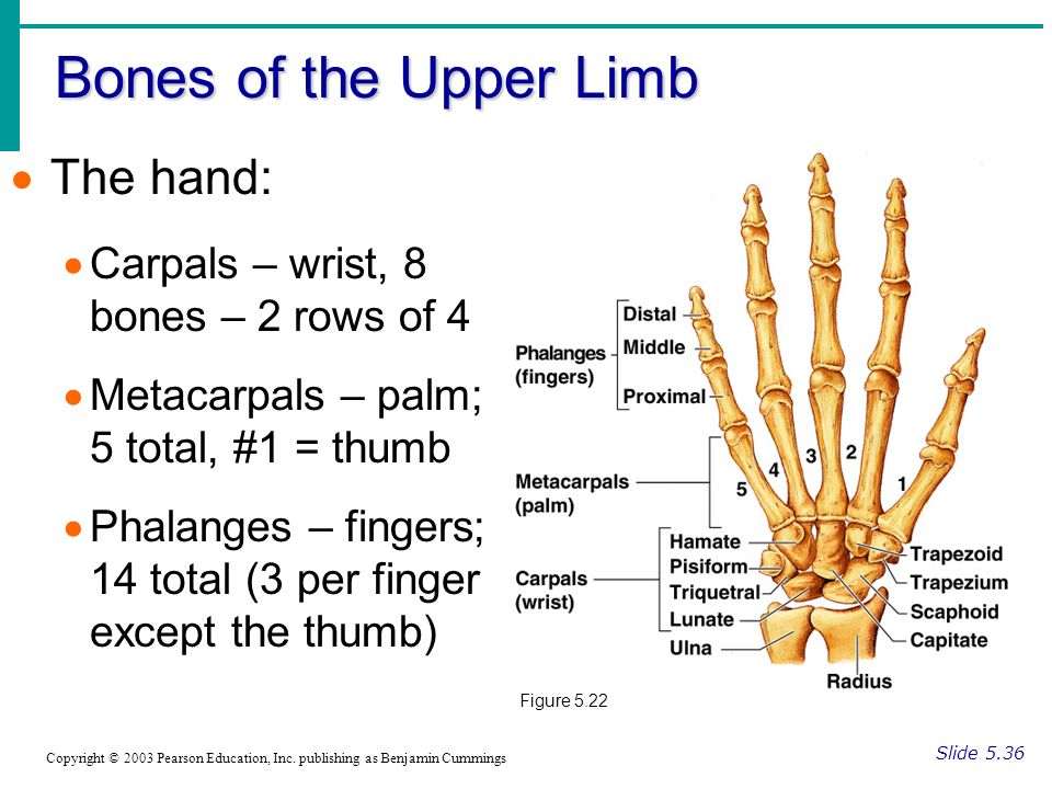 Bones of the Upper Limb Slide 5.36 Copyright © 2003 Pearson Education, Inc.