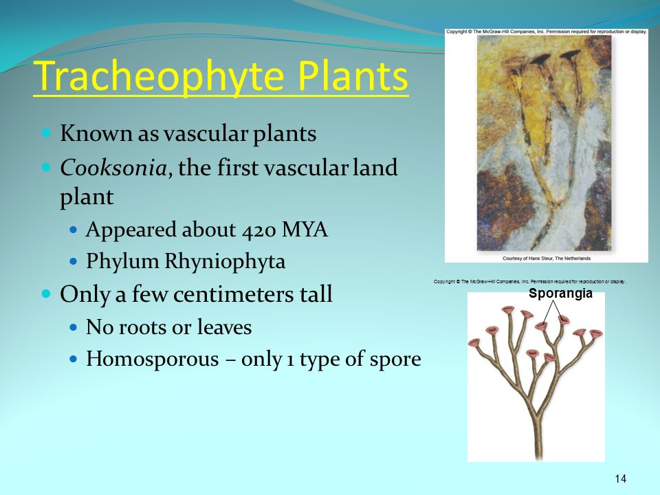 reproduction Cooksonia pictures asexual reproduction Cooksonia pictures asexual