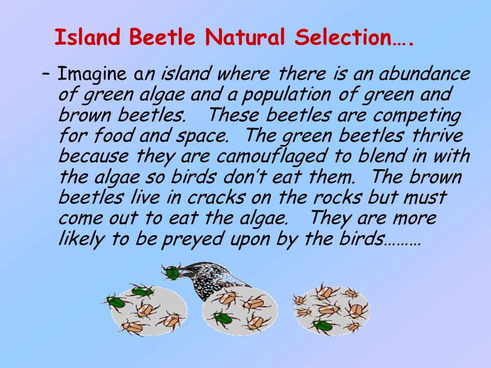 Island Beetle Natural Selection….