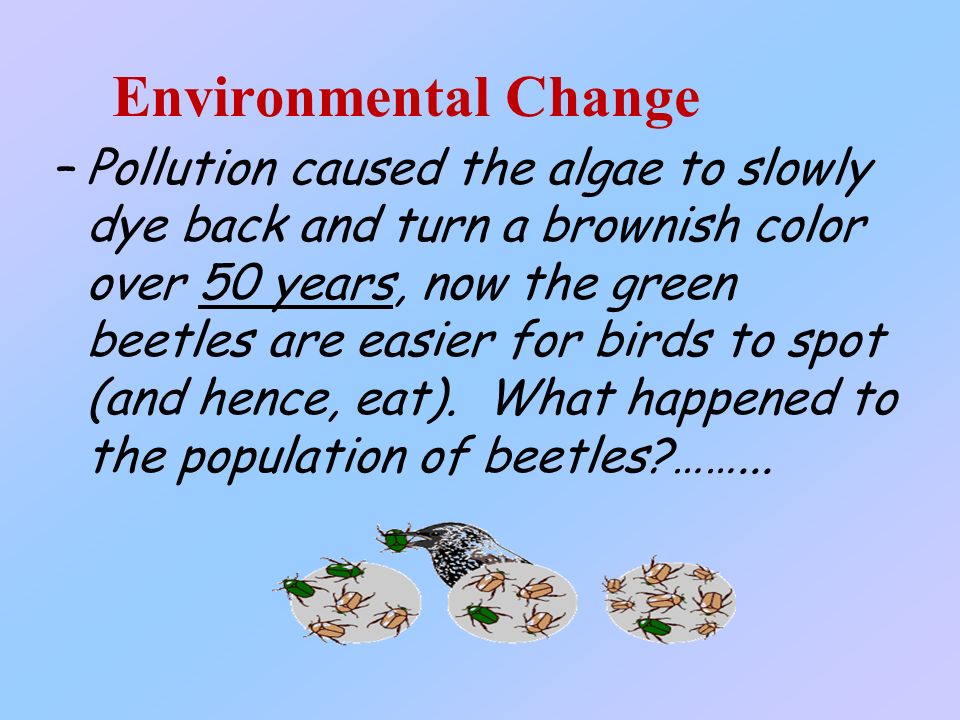 –Pollution caused the algae to slowly dye back and turn a brownish color over 50 years, now the green beetles are easier for birds to spot (and hence, eat).