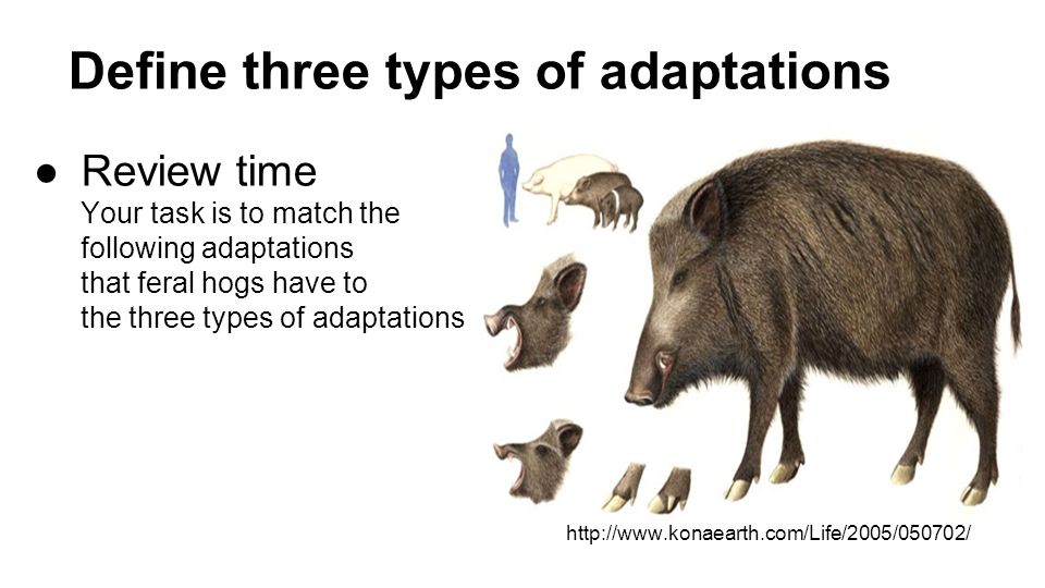 Define three types of adaptations ●Review time Your task is to match the following adaptations that feral hogs have to the three types of adaptations