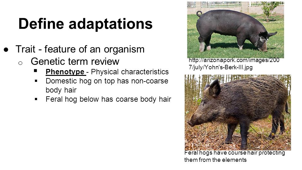 Define adaptations ●Trait - feature of an organism o Genetic term review  Phenotype - Physical characteristics  Domestic hog on top has non-coarse body hair  Feral hog below has coarse body hair Feral hogs have course hair protecting them from the elements   7/july/Yohn s-Berk-III.jpg