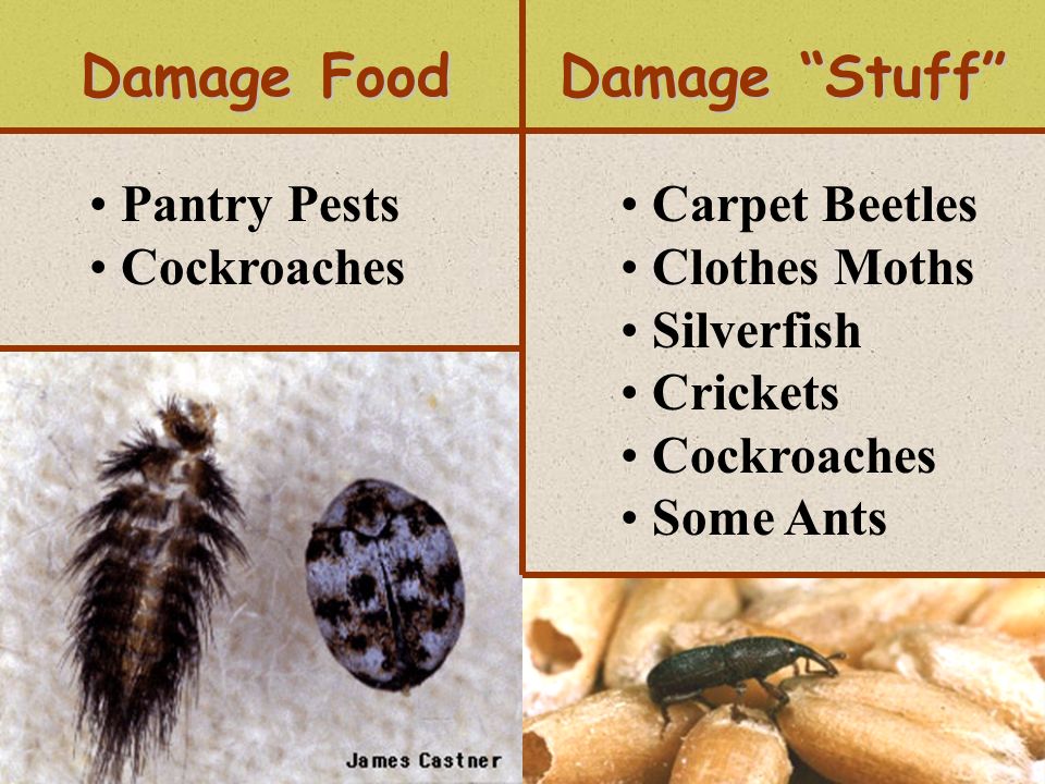 An Introduction To Various Household Pests Thomas J Weissling