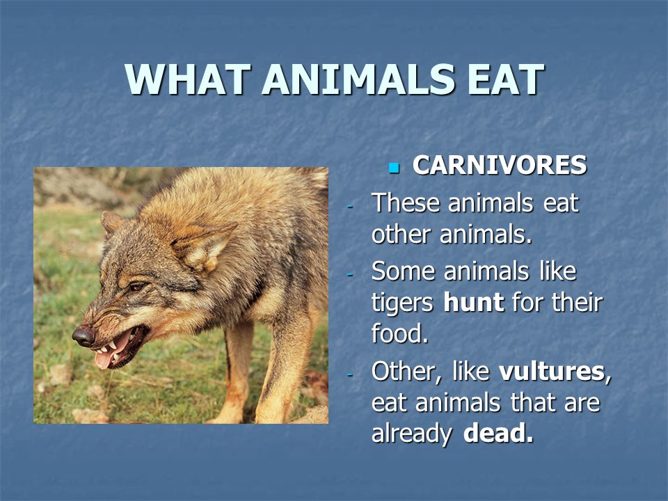 Do they like animals. What animals eat. Like animals. Eating animals урок. Carnivore animals.