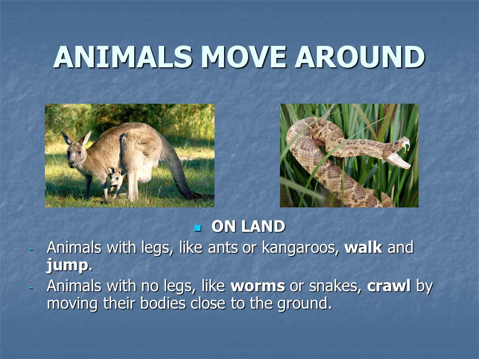 ANIMALS. WHAT ANIMALS EAT HERBIVORES HERBIVORES - These animals eat plants.  - Sheep and zebras are herbivores. - They eat different parts of plants:  roots, - ppt download