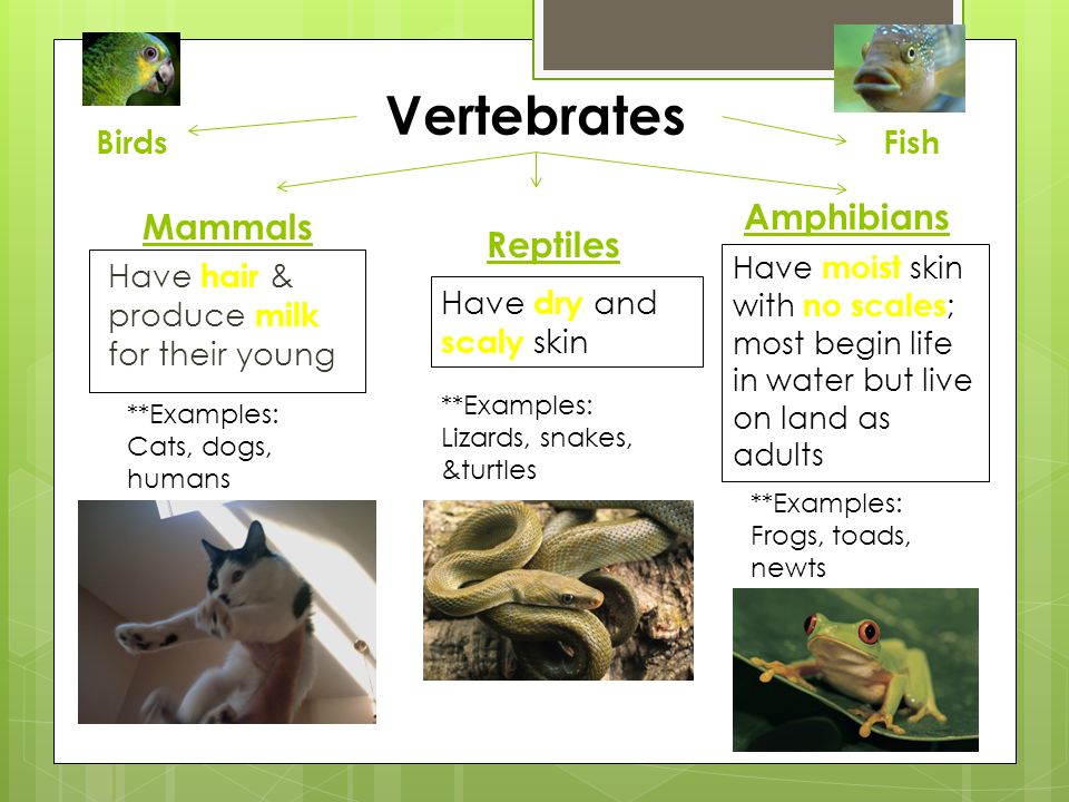 Chapter 1A Classifying Living Things Lesson 2 Animal Classification. - ppt  download