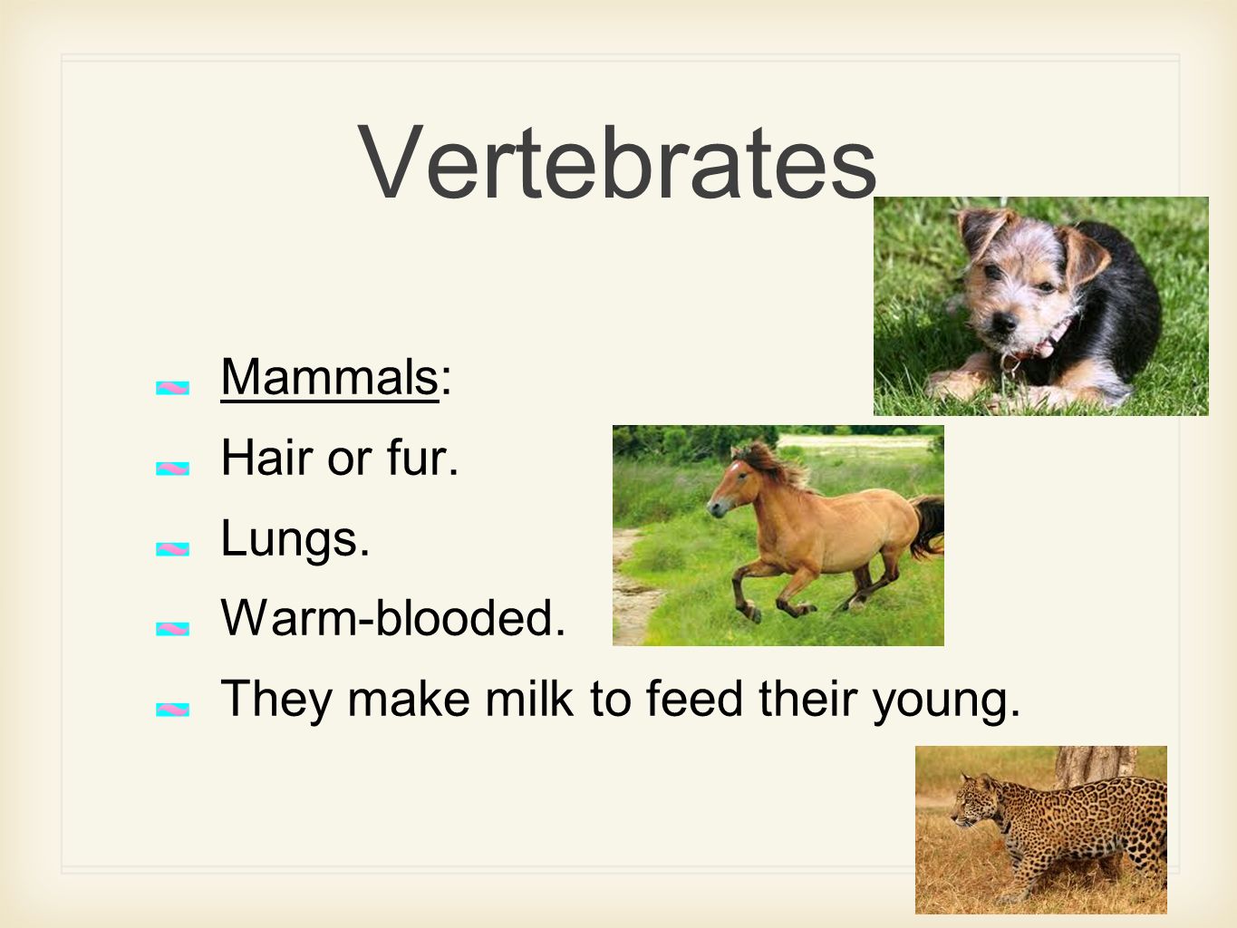 CLASSIFYING ANIMALS. Classifying Animals Vertebrates: Animals with  backbone. Invertebrates: Animals without backbone. - ppt download