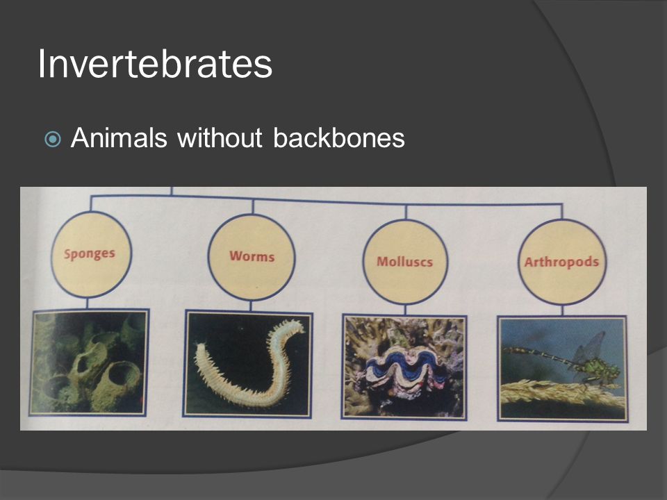 What are they? Invertebrates  Animals without backbones. - ppt download