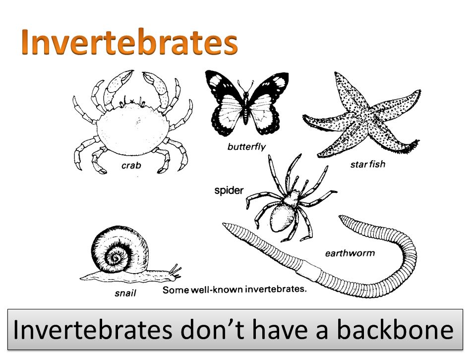 Invertebrates don't have a backbone Insert video 1 (invertebrates) - ppt  download
