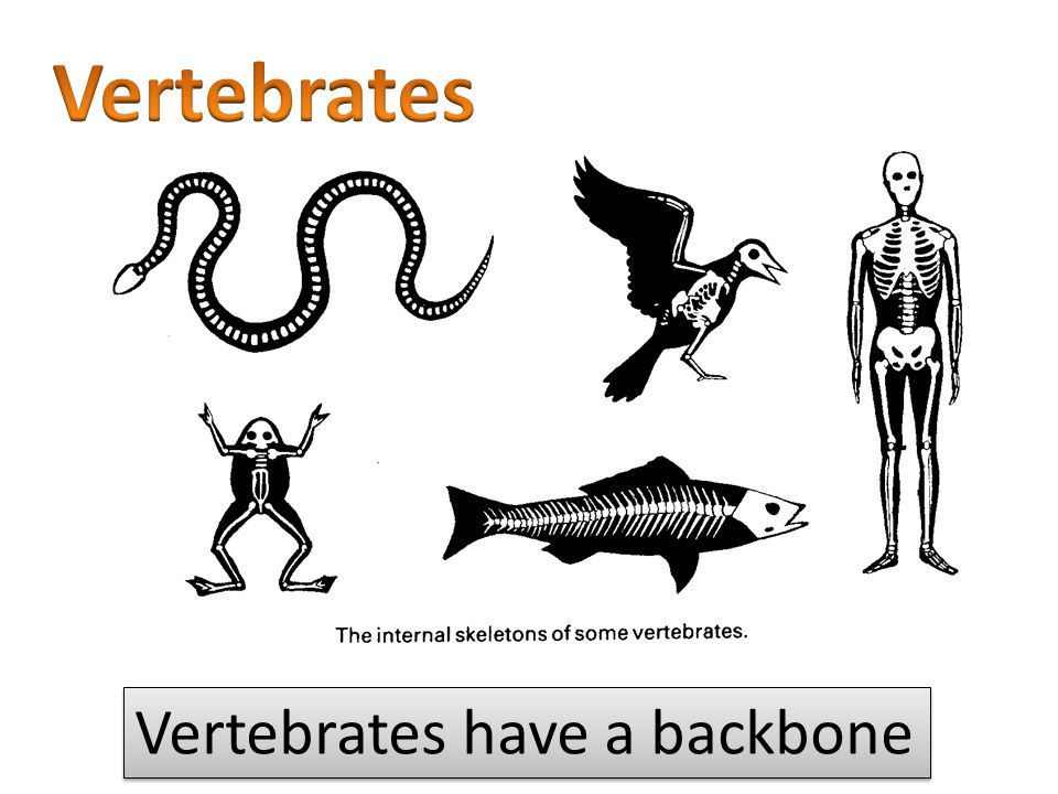 Invertebrates don&#39;t have a backbone Insert video 1 (invertebrates) - ppt  download