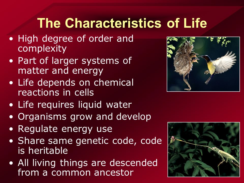 The Characteristics of Life High degree of order and complexity Part of larger systems of matter and energy Life depends on chemical reactions in cells Life requires liquid water Organisms grow and develop Regulate energy use Share same genetic code, code is heritable All living things are descended from a common ancestor
