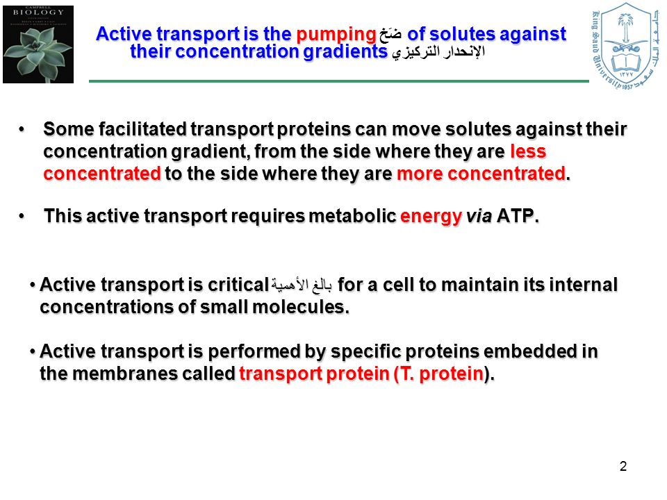2 Some facilitated transport proteins can move solutes against their concentration gradient, from the side where they are less concentrated to the side where they are more concentrated.Some facilitated transport proteins can move solutes against their concentration gradient, from the side where they are less concentrated to the side where they are more concentrated.