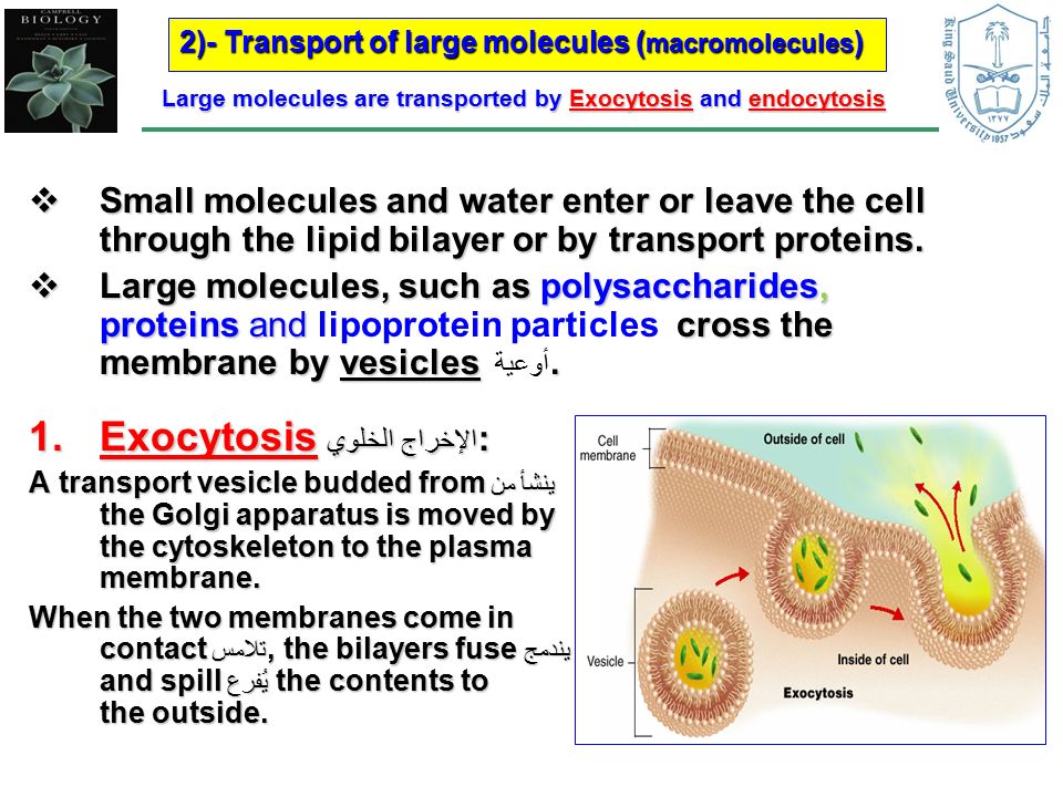  Small molecules and water enter or leave the cell through the lipid bilayer or by transport proteins.