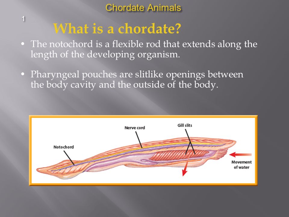 Section 1 Chordates Animals with a backbone belong to a larger group of