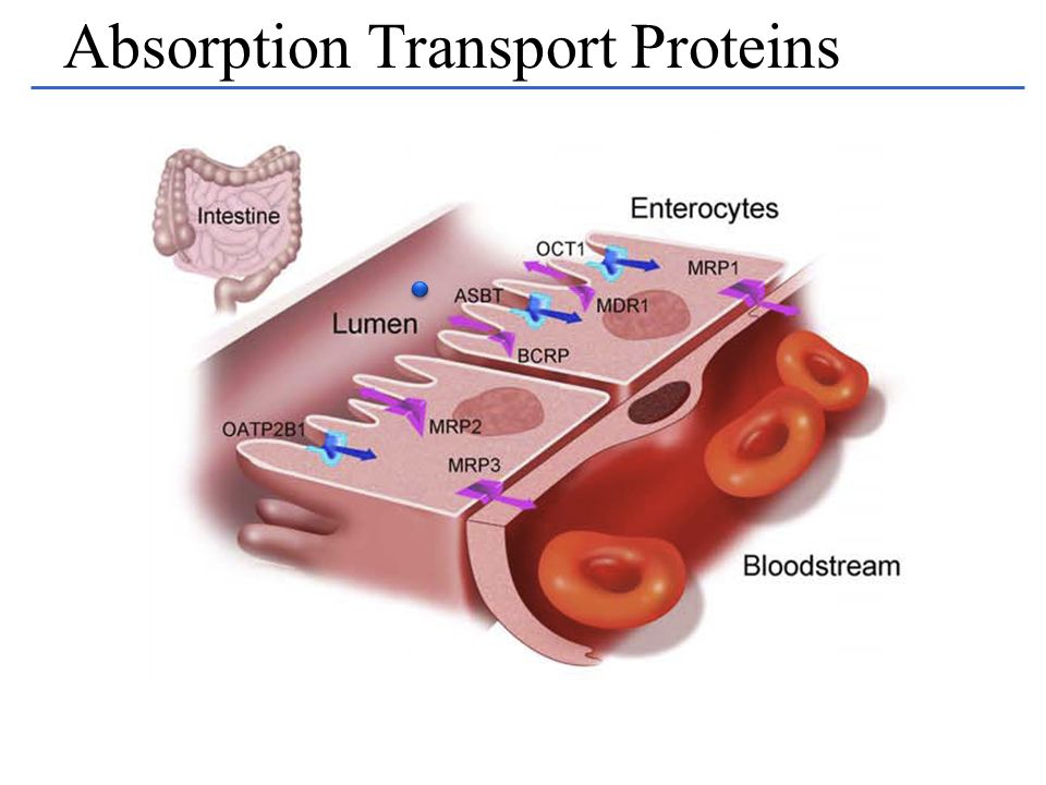 Absorption Transport Proteins