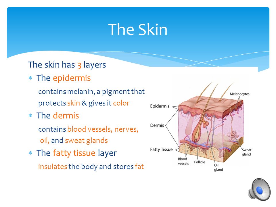 Composed of skin, hair, sweat glands, and nails  The name is derived from the Latin integumentum, which means a covering.  The skin, considered the largest human organ, covers the body.