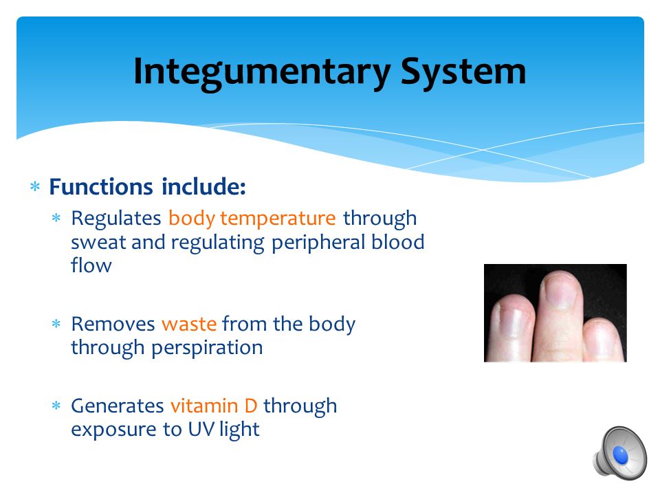 Integumentary System  Functions include:  Protects the body’s internal tissues and organs  Protects against infectious organisms and injury  Prevents loss of body fluids